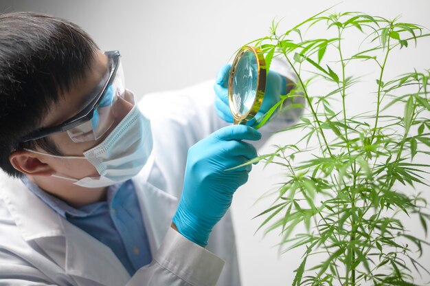 Un científico está comprobando y analizando un experimento de cannabis sativa