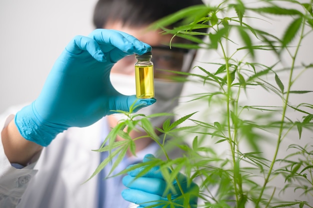 Un científico está comprobando y analizando un experimento de cannabis sativa