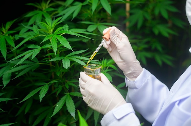 Un científico está comprobando y analizando un experimento de cannabis, sosteniendo un vaso de aceite de cbd en un laboratorio
