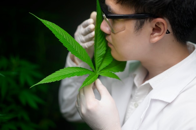 El científico está comprobando y analizando hojas de cannabis para el experimento, planta de cáñamo para aceite de cbd farmacéutico a base de hierbas en un laboratorio