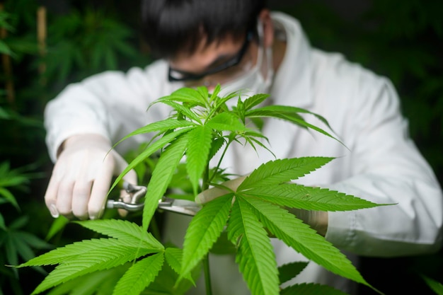 El científico está recortando o cortando la parte superior del cannabis para planificar, concepto de medicina alternativa