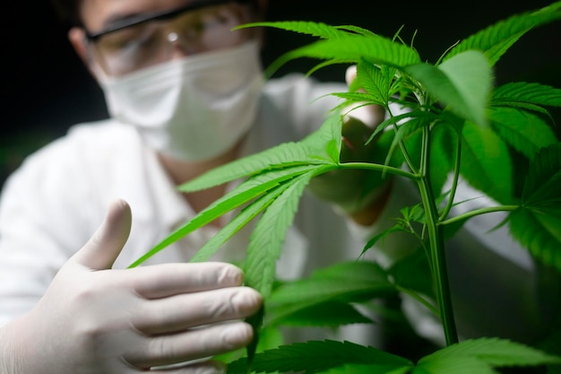 El científico está revisando y analizando hojas de cannabis para experimentar la planta de cáñamo