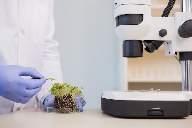 Científico examinando las plantas en placa de Petri
