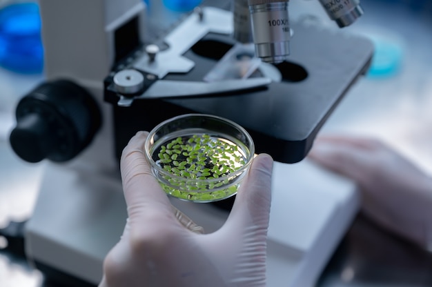 Científico haciendo investigación en plantas en laboratorio con microscopio