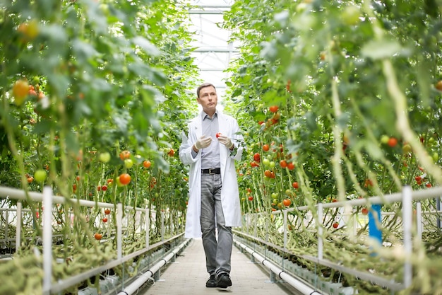 Científico inspeccionando los tomates en el invernadero