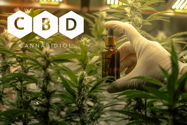 Científico mano sosteniendo aceite de cáñamo en botella de vidrio fórmula estructura química de CBD y THC industria de cannabis cultivo de marihuana negocio farmacéutico y salud médica planta de cáñamo verde