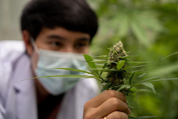 Científico con máscara revisando plantas de cáñamo en un invernadero Concepto de industria farmacéutica de aceite de cbd de medicina alternativa a base de hierbas