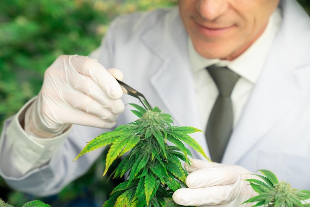 Científico masculino gratificante usando pinzas para quitar el cogollo de la planta de cáñamo de cannabis