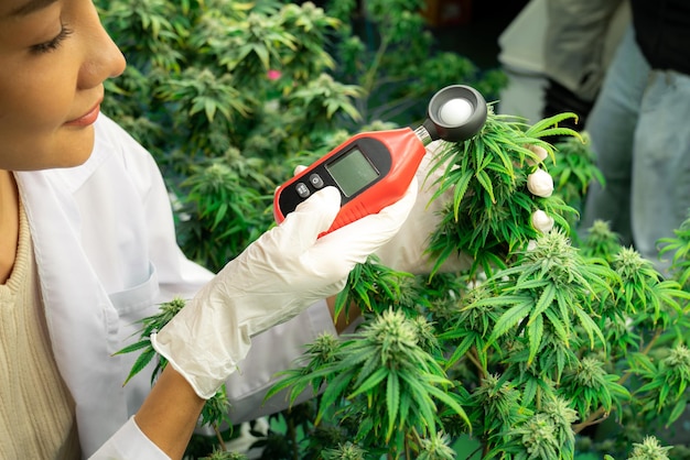 El científico mide la luz con un medidor de luz en una planta y un cogollo de cannabis gratificantes