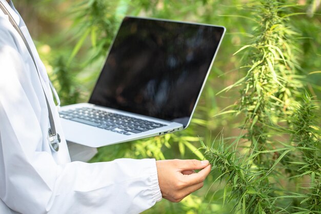 El científico monitorea y analiza las plantas de cannabis y firma los resultados con una computadora portátil en el aceite de CBD de invernadero