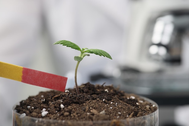 El científico prueba la fertilidad del suelo usando papel indicador para hacer crecer el crecimiento de la planta de cannabis
