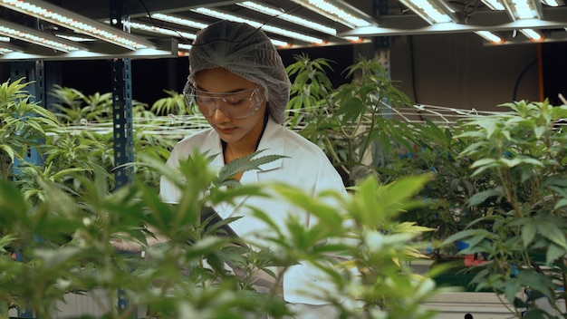 Científico prueba producto de cannabis en granja de cannabis interior curativa