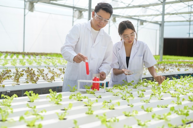 Científico que trabaja en una granja de invernadero hidropónico, concepto de ciencia alimentaria y alimentos limpios