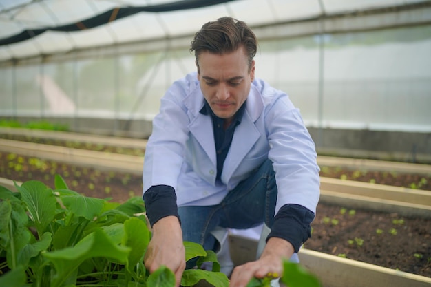 Científico que trabaja en una granja de invernaderos hidropónicos, alimentos limpios y concepto de ciencia de los alimentos