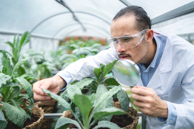 Científico que trabaja para investigar en agricultura planta verde en invernadero de laboratorio de ciencia de biología, prueba de experimento orgánico para biotecnología de alimentos médicos, biólogo de ecología botánica en crecimiento agrícola