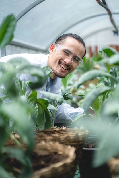 Científico que trabaja para investigar en agricultura planta verde en invernadero de laboratorio de ciencia de biología, prueba de experimento orgánico para biotecnología de alimentos médicos, biólogo de ecología botánica en crecimiento agrícola