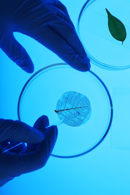 Foto científico que trabaja con placas de petri en laboratorio