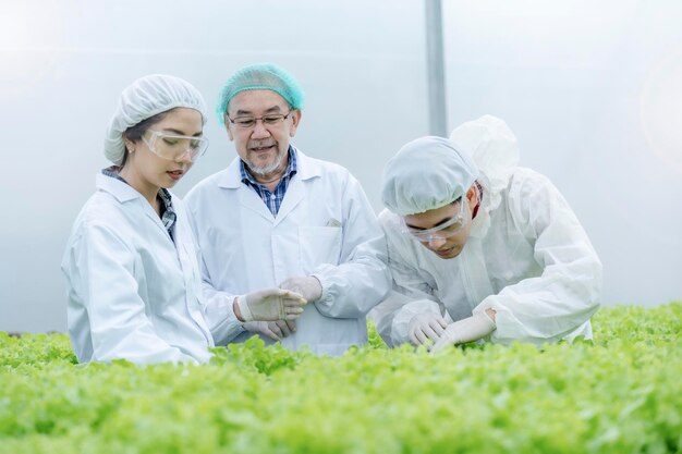 Científico senior y agricultor trabajador comprobando la hidroponía vegetal de lechuga en el laboratorio. Hombre asiático preparándose para cosechar plantas orgánicas. industria de la agricultura. Joven tomando lechuga de bandeja de cultivo.