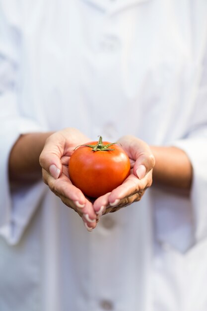 Científico con tomate en invernadero