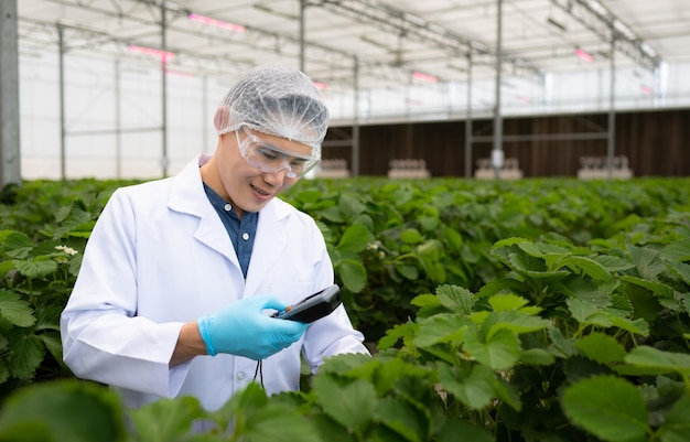 Los científicos están comprobando la calidad de las fresas con tecnología de medición científica