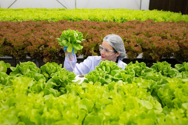 Los científicos están llevando a cabo investigaciones y desarrollos sobre el cultivo de verduras orgánicas