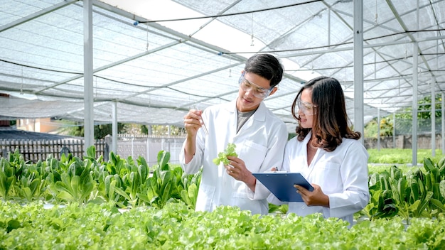 Los científicos examinaron la calidad de la lechuga y la ensalada orgánica de verduras de una granja hidropónica