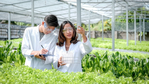 Los científicos examinaron la calidad de la lechuga de la granja hidropónica y la registraron en el portapapeles