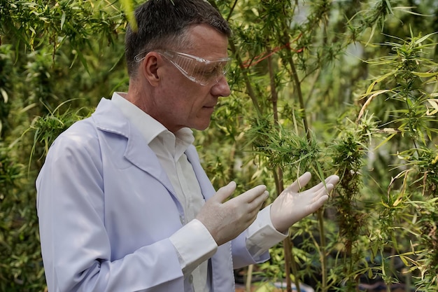 Los científicos que usan máscaras, anteojos y guantes usan computadoras portátiles para examinar plantas de cannabis en invernaderos Concepto de industria farmacéutica de medicina herbaria alternativa