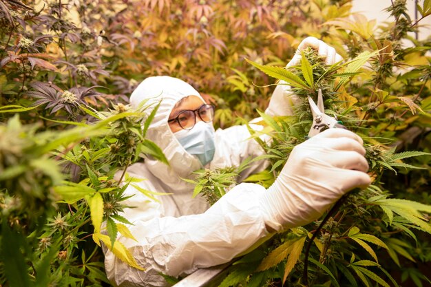 Los científicos que usan máscaras, gafas y guantes inspeccionan las plantas de marihuana en un invernadero, tratamiento alternativo a base de hierbas, industria farmacéutica de aceite de cbd