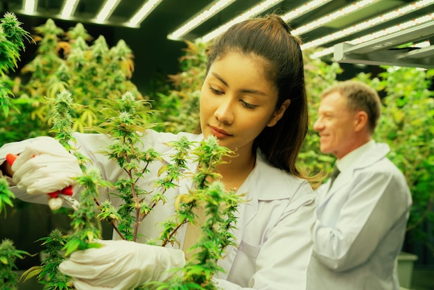Los científicos reúnen gratificantes cogollos de plantas de cannabis en un centro de cultivo