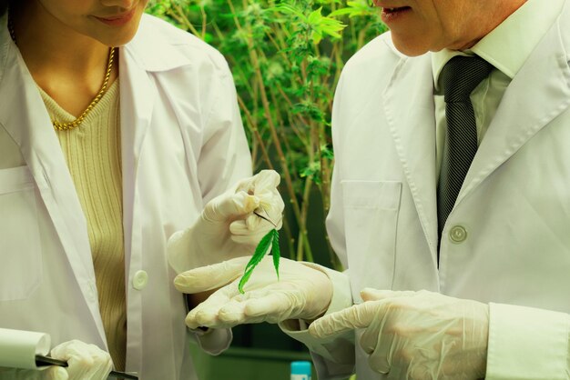 Foto científicos trabajando en una granja de plantas de cannabis y una gratificante plantación de marihuana