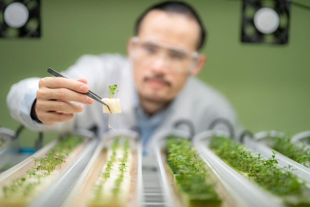 Cientista agrícola profissional trabalhando para pesquisar uma planta vegetal orgânica no desenvolvimento de estufa de laboratório de tecnologia inteligente para agricultura de crescimento hidropônico fazenda vertical interna