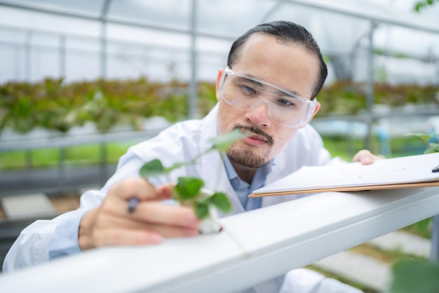 Foto cientista da agricultura trabalhando para pesquisar uma planta vegetal verde em um campo de biotecnologia de laboratório de biologia é um experimento de botânica tecnológica da natureza ecologia crescimento de cultivo de estufa orgânica