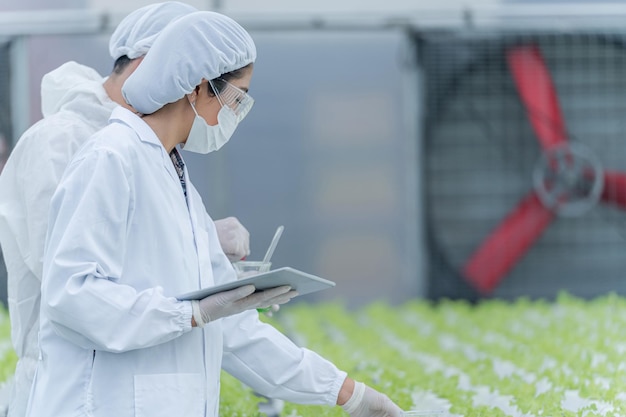 Cientista da equipe analisando plantas no processo de hidroponia de bandeja de colheita de vegetais em laboratório