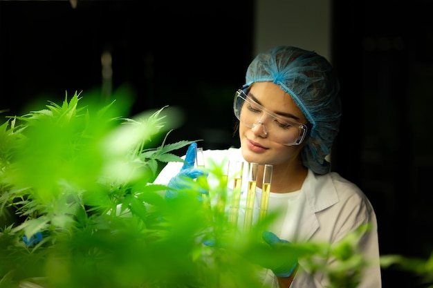 Cientista em uma fazenda de cannabis com óleo de cannabis extraído entre as plantas de cannabis