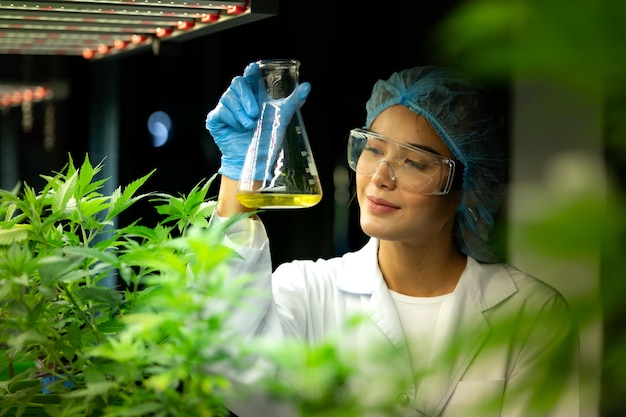 Cientista em uma fazenda de cannabis com óleo de cannabis extraído entre as plantas de cannabis