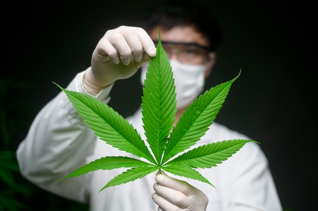 Cientista está verificando e analisando folhas de cannabis para experimento, planta de cânhamo para óleo de cbd farmacêutico à base de plantas em um laboratório