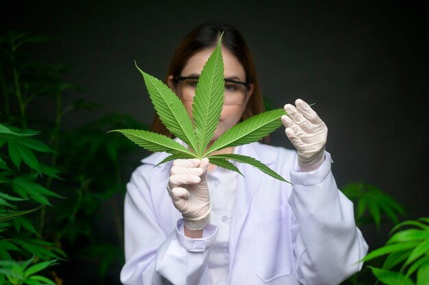 Cientista está verificando e analisando folhas de cannabis para experimento, planta de cânhamo para óleo de cbd farmacêutico à base de plantas em um laboratório