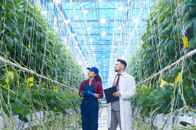 Cientista examinando legumes na plantação