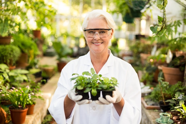 Cientista fêmea segurando plantas em estufa