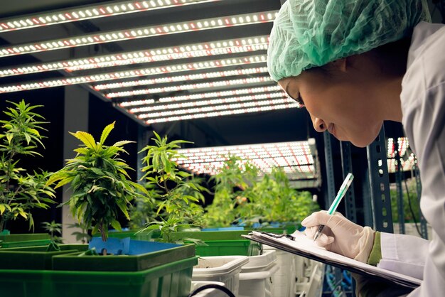 Cientista feminina pesquisa e registra dados de planta de cannabis gratificante em pote