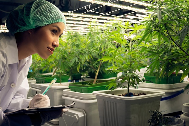 Cientista feminina pesquisa e registra dados de planta de cannabis gratificante em pote