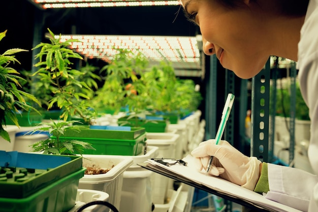 Cientista feminina pesquisa e registra dados de planta de cannabis gratificante em pote