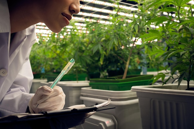 Cientista feminina pesquisa e registra dados de planta de cannabis gratificante em pote