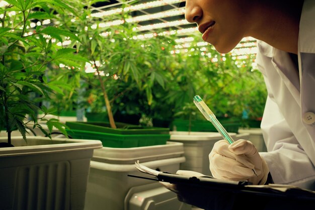 Cientista feminina pesquisa e registra dados de planta de cannabis gratificante em pote