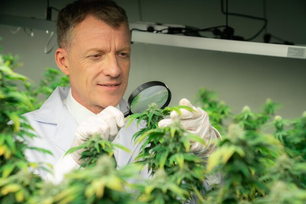 Cientista inspeciona botões gratificantes em planta de cannabis usando lupa