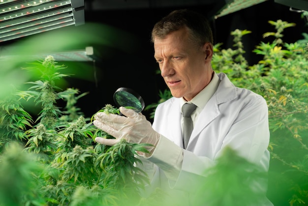 Cientista inspeciona botões gratificantes em planta de cannabis usando lupa