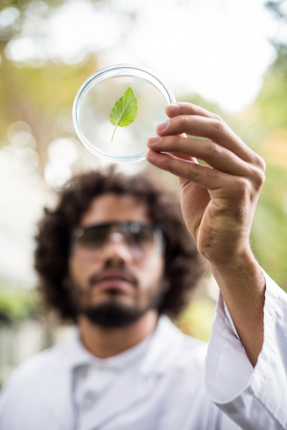 Foto cientista masculina que inspeciona a folha na placa de petri