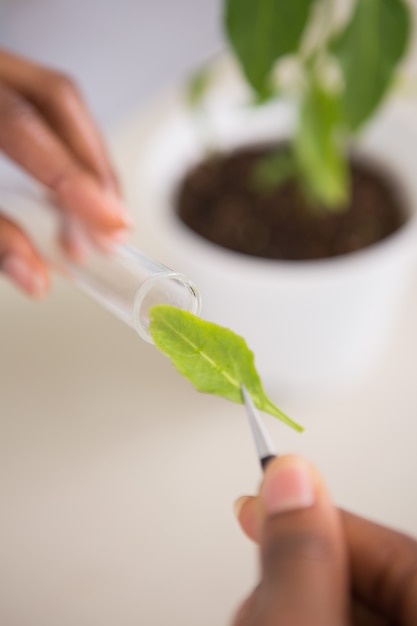 Cientista que olha brotos no tubo de ensaio