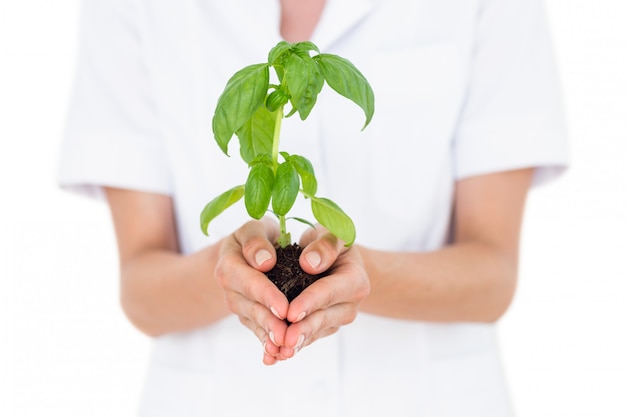 Foto cientista, segurando, manjericão, planta